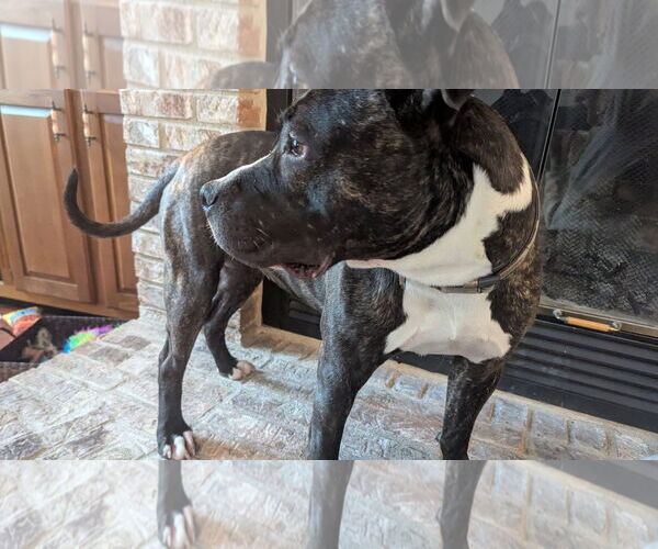 Medium Photo #6 American Pit Bull Terrier-Unknown Mix Puppy For Sale in Germantown, OH, USA