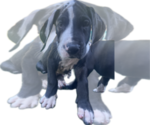 Puppy Kimber Great Dane