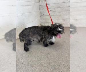 Mutt Dogs for adoption in San Bernardino, CA, USA