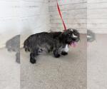 Small Mutt