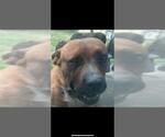 Small American Staffordshire Terrier