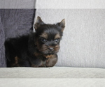 Small Photo #6 Yorkshire Terrier Puppy For Sale in MANHATTAN, NY, USA