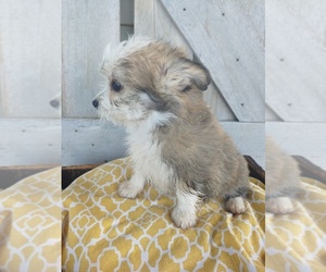 Bichon Frise-Miniature Australian Shepherd Mix Puppy for sale in CANON CITY, CO, USA