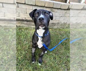 American Pit Bull Terrier Dogs for adoption in Louisville, KY, USA