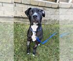 Small American Pit Bull Terrier