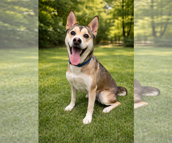 Medium Photo #3 Siberian Husky-Unknown Mix Puppy For Sale in Euless, TX, USA