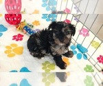 Small #11 Yorkipoo