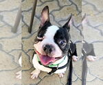 Small Boston Terrier