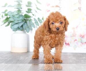 Cocker Spaniel-Poodle (Miniature) Mix Puppy for sale in BEL AIR, MD, USA