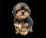 Puppy Randy Shih-Poo