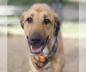 Mutt Dogs for adoption in San Antonio, TX, USA
