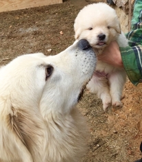 59 Top Pictures Maremma Sheepdog Puppy Care : PUPPY CARE CENTER: Siena, the Maremma Sheepdog Puppy Care ...
