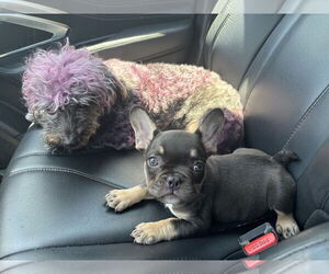 French Bulldog Dogs for adoption in Tustin, CA, USA