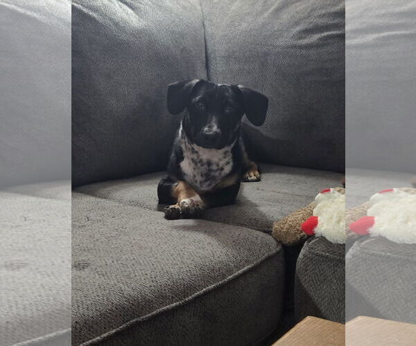 Medium Photo #4 Dachshund-Unknown Mix Puppy For Sale in Denver , CO, USA