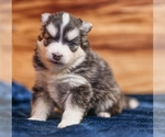 Small #6 Pomsky