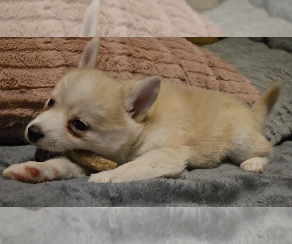 Medium Photo #186 Pomsky Puppy For Sale in LOVELAND, CO, USA