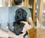 Small #1 Goldendoodle