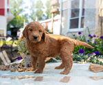 Puppy Tully Goldendoodle