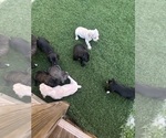 Small Cane Corso