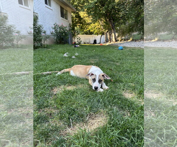 Medium Photo #6 American Pit Bull Terrier-Unknown Mix Puppy For Sale in Sandy, UT, USA