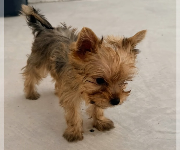 Medium Photo #1 Yorkshire Terrier Puppy For Sale in PLACITAS, NM, USA