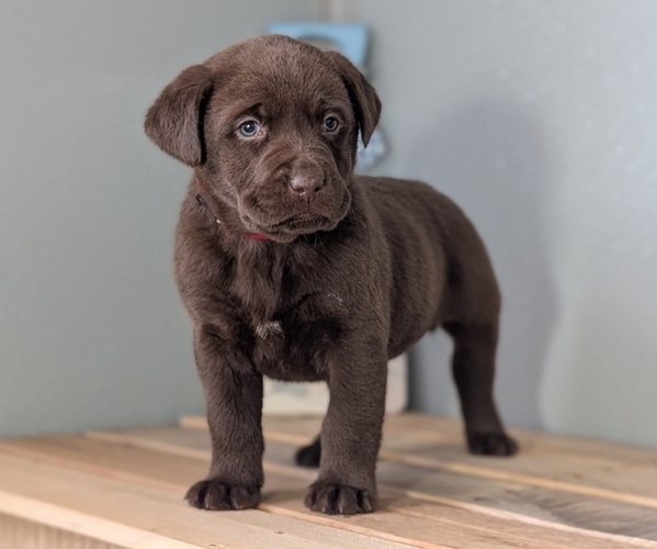 Medium Photo #29 Labrador Retriever Puppy For Sale in GOSHEN, IN, USA