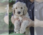 Small Photo #1 Labradoodle Puppy For Sale in MEDFORD, OR, USA