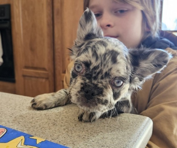 Medium Photo #1 French Bulldog Puppy For Sale in EDGERTON, WI, USA