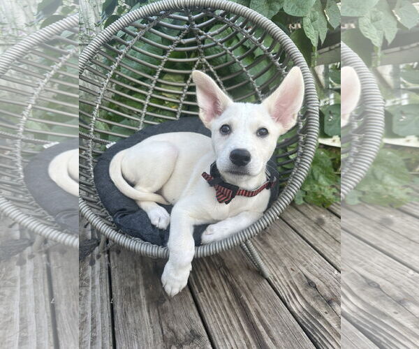 Medium Photo #1 Mutt Puppy For Sale in Germantown, OH, USA