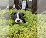 Small #8 Boston Terrier