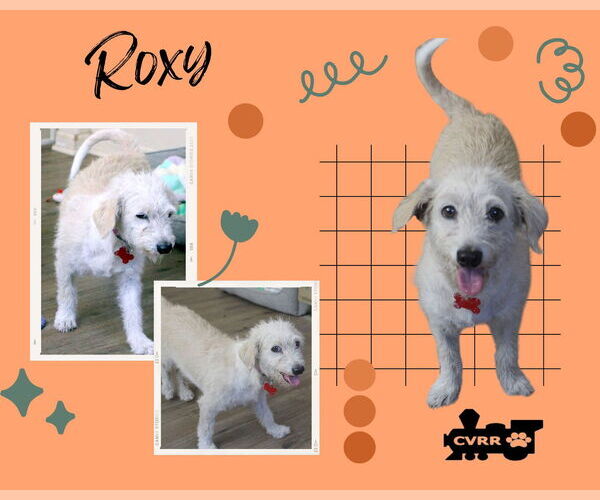 Medium Photo #1 Mutt Puppy For Sale in Lindsay, CA, USA