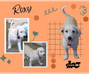 Mutt Dogs for adoption in Lindsay, CA, USA