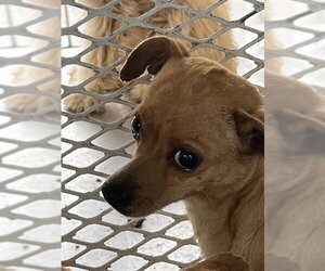 Chihuahua Dogs for adoption in Bakersfield, CA, USA