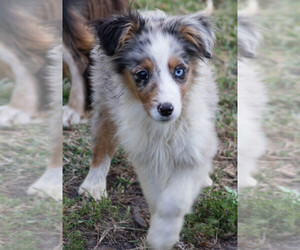 Medium Miniature Australian Shepherd