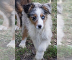 Puppy Amethyst Miniature Australian Shepherd