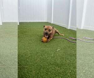 Audie - Male Mutt Dog for Adoption - Photo #6