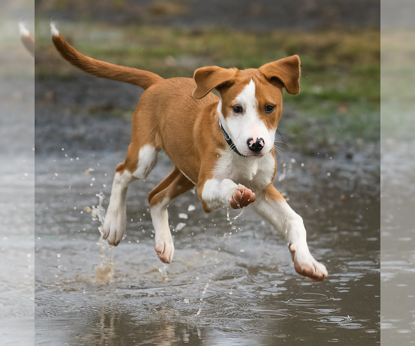Medium Photo #3 Parson Russell Terrier-Unknown Mix Puppy For Sale in Mt. Laurel, NJ, USA
