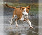 Small #2 Parson Russell Terrier Mix