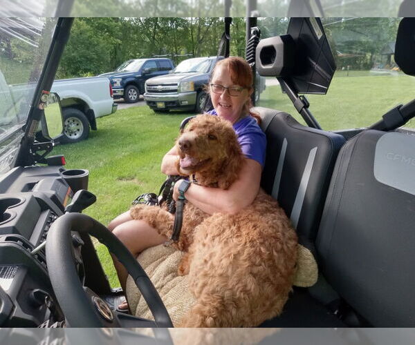 Medium Photo #5 Goldendoodle Puppy For Sale in Fort Wayne, IN, USA