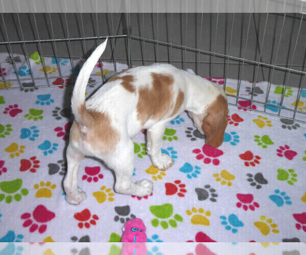 Medium Photo #2 Beagle Puppy For Sale in ORO VALLEY, AZ, USA