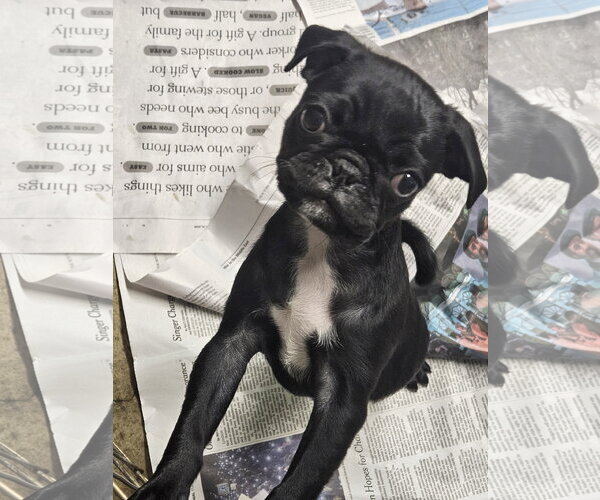 Medium Photo #2 Pug Puppy For Sale in Agoura Hills, CA, USA