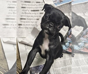 PEGGY SUE - Female Pug Dog for Adoption - Photo #2