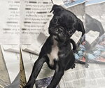 Small #1 Pug