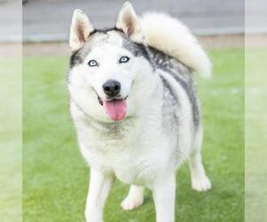 Siberian Husky Dogs for adoption in Camarillo, CA, USA