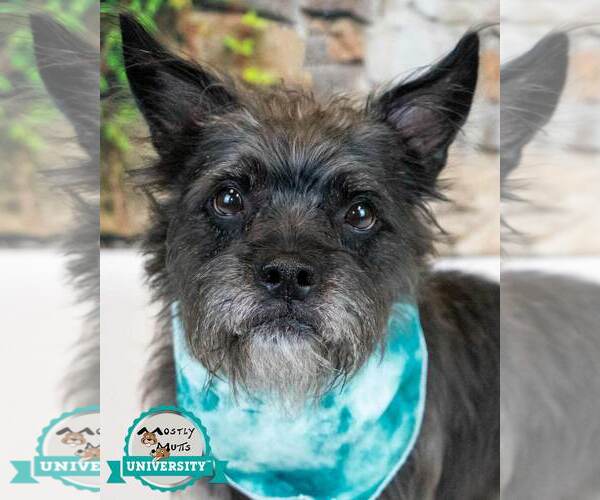 Medium Photo #5 Mutt Puppy For Sale in Kennesaw, GA, USA
