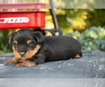 Small Photo #25 Yorkshire Terrier Puppy For Sale in KIRKWOOD, PA, USA