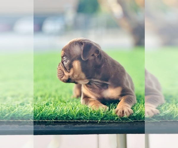 Medium Photo #5 English Bulldog Puppy For Sale in MEMPHIS, TN, USA