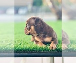 Small #4 English Bulldog