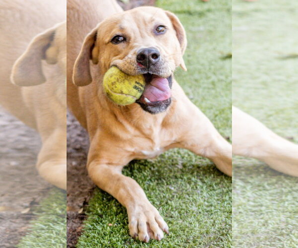 Medium Photo #2 Labrador Retriever-Unknown Mix Puppy For Sale in Hilton Head, SC, USA