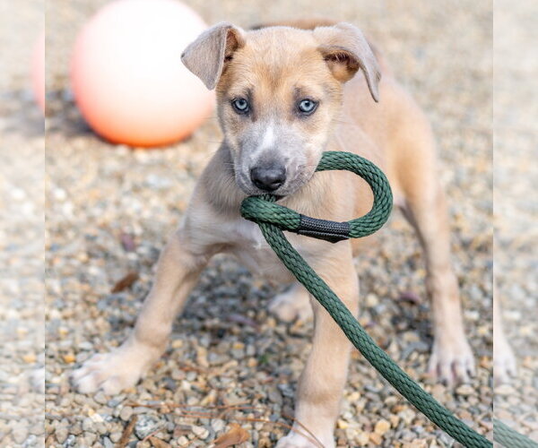 Medium Photo #2 Siberian Husky-Unknown Mix Puppy For Sale in Hilton Head, SC, USA